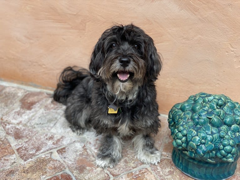 Papa Quinn, a Havanese and Lhasa Apso mix tested with EmbarkVet.com