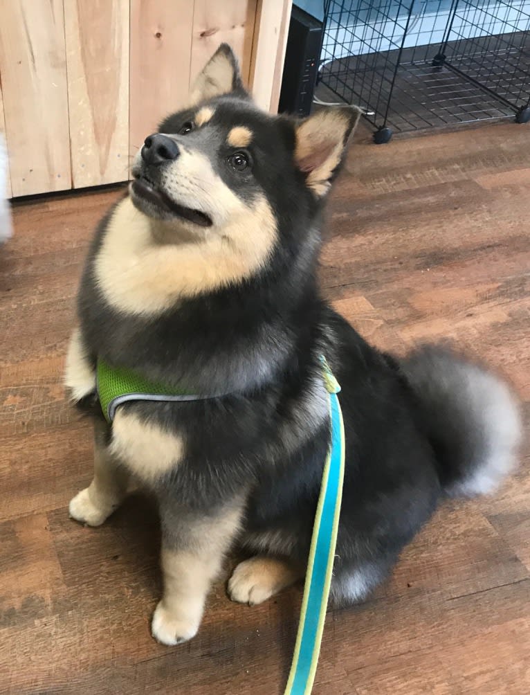 Indi, a Pomsky tested with EmbarkVet.com