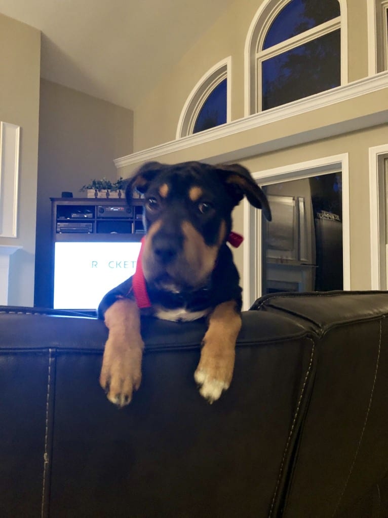 Miley, a Mountain Cur and Siberian Husky mix tested with EmbarkVet.com