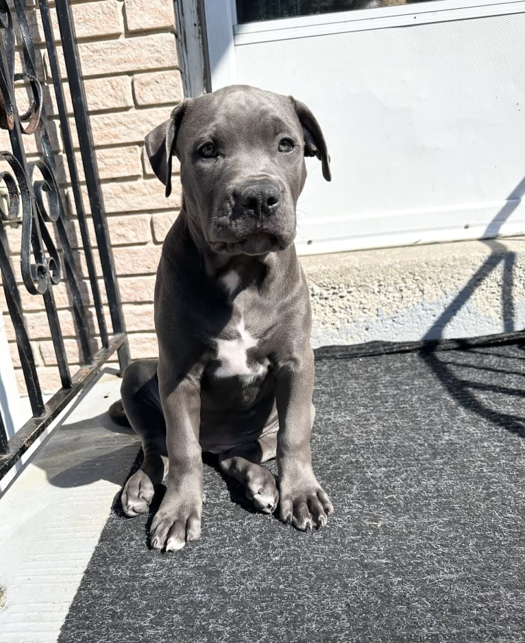 Storm, an American Bully tested with EmbarkVet.com