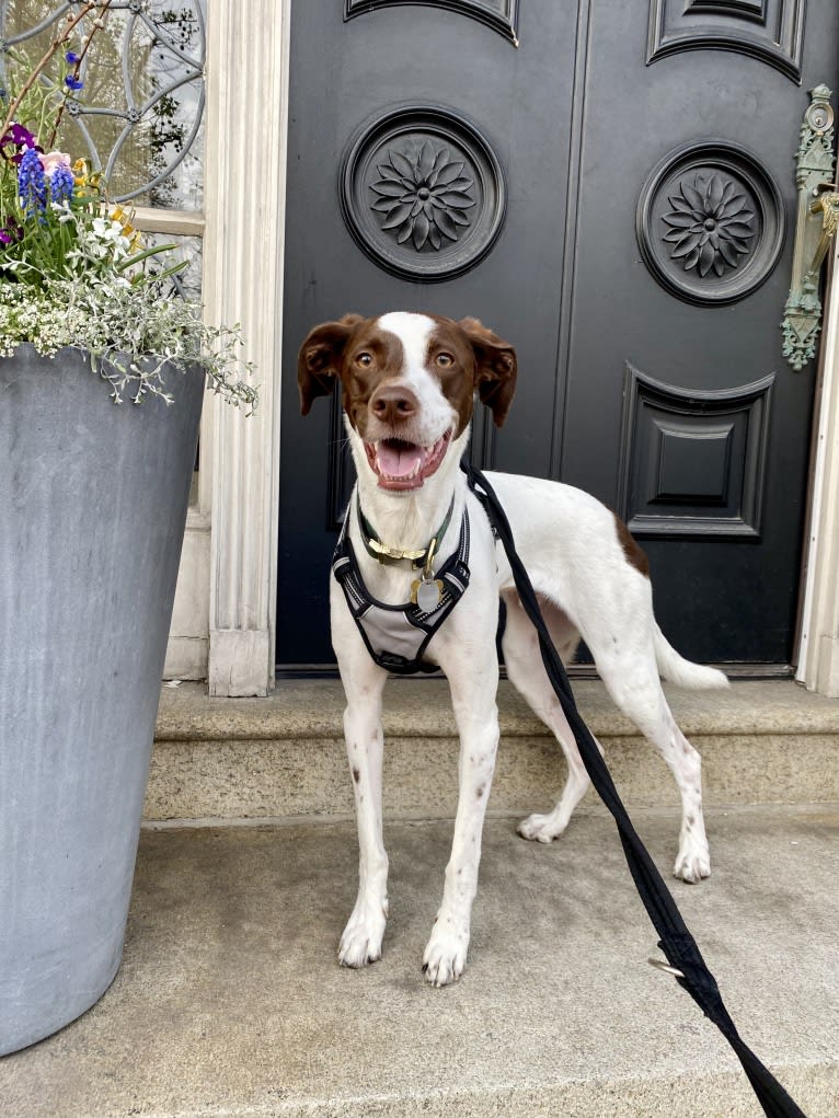 Indy, a Pointer and Australian Shepherd mix tested with EmbarkVet.com