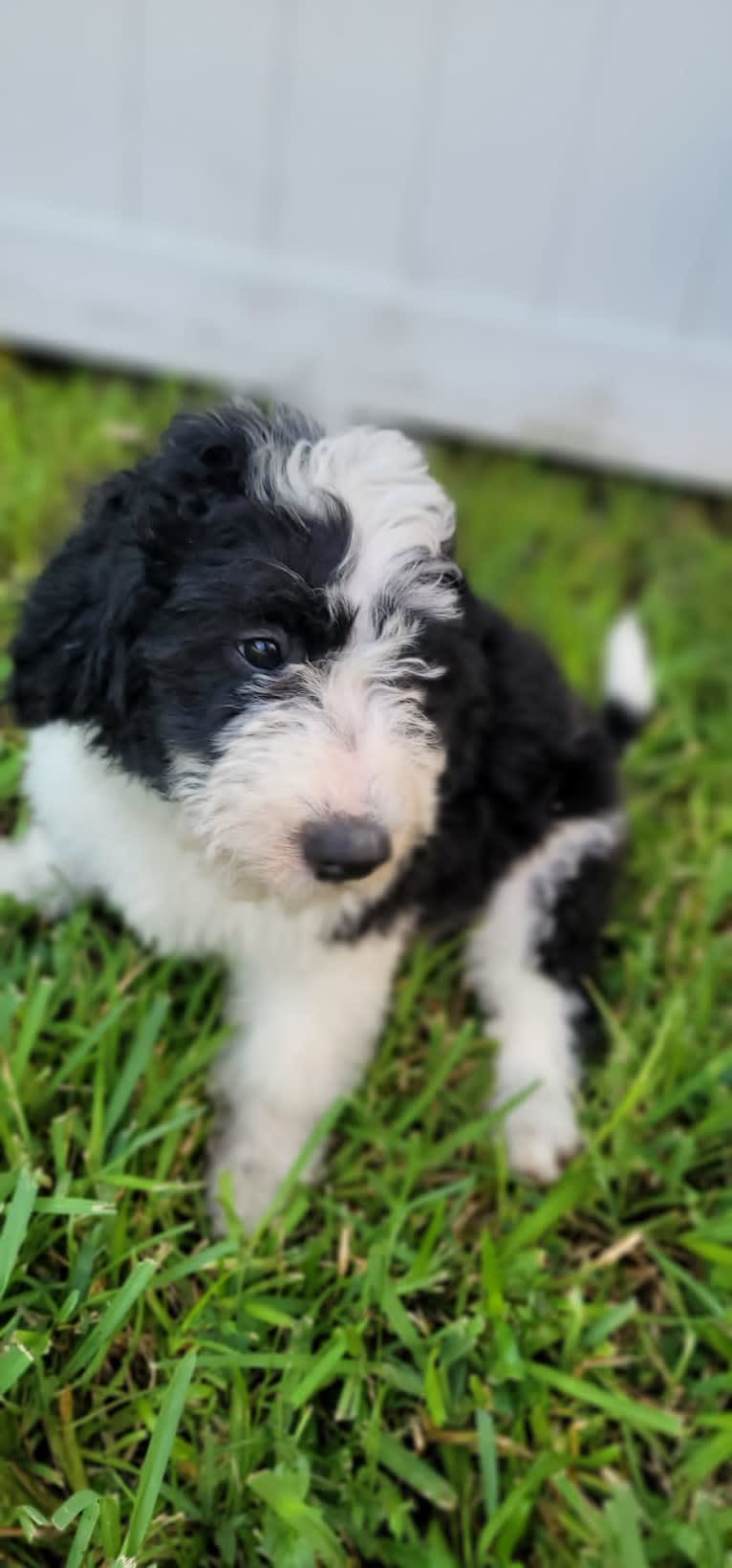 George, a Bernedoodle tested with EmbarkVet.com