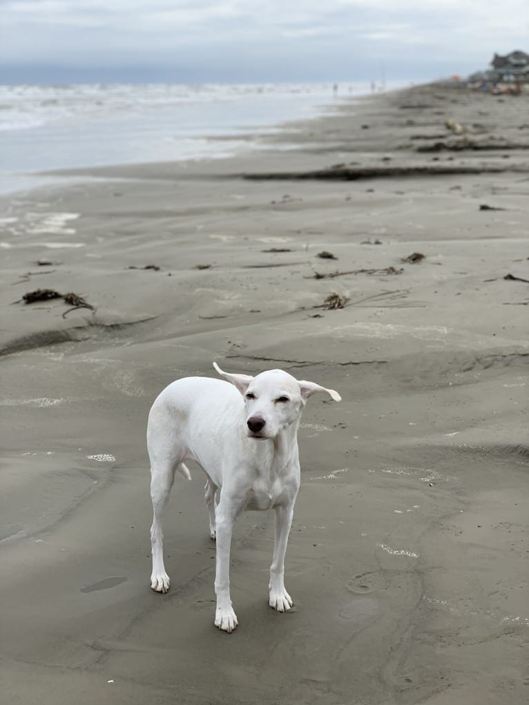 Eira, a Cocker Spaniel and Beagle mix tested with EmbarkVet.com