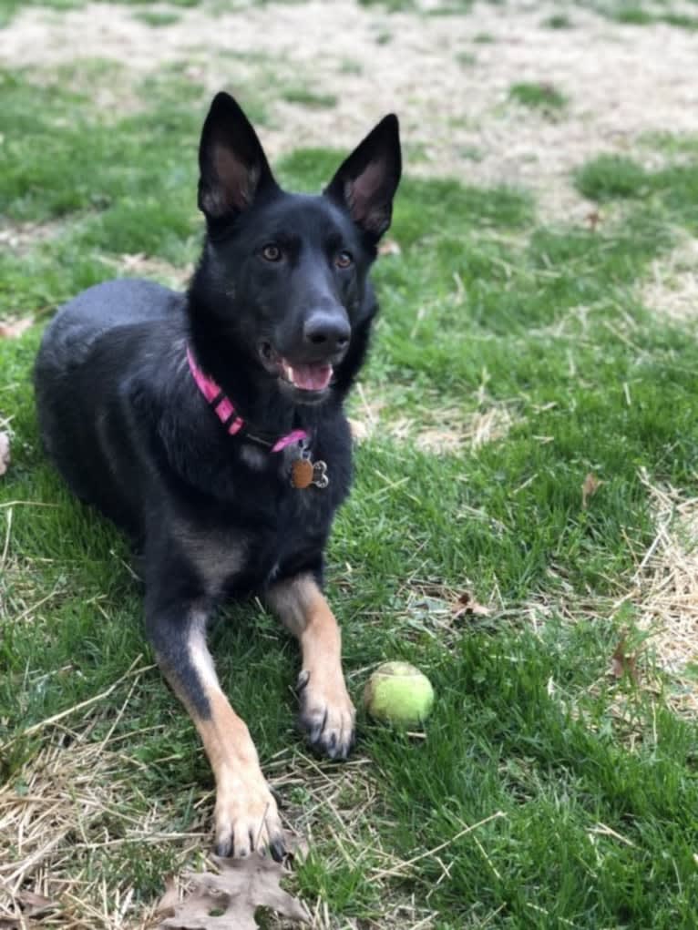 Jasmine, a German Shepherd Dog tested with EmbarkVet.com