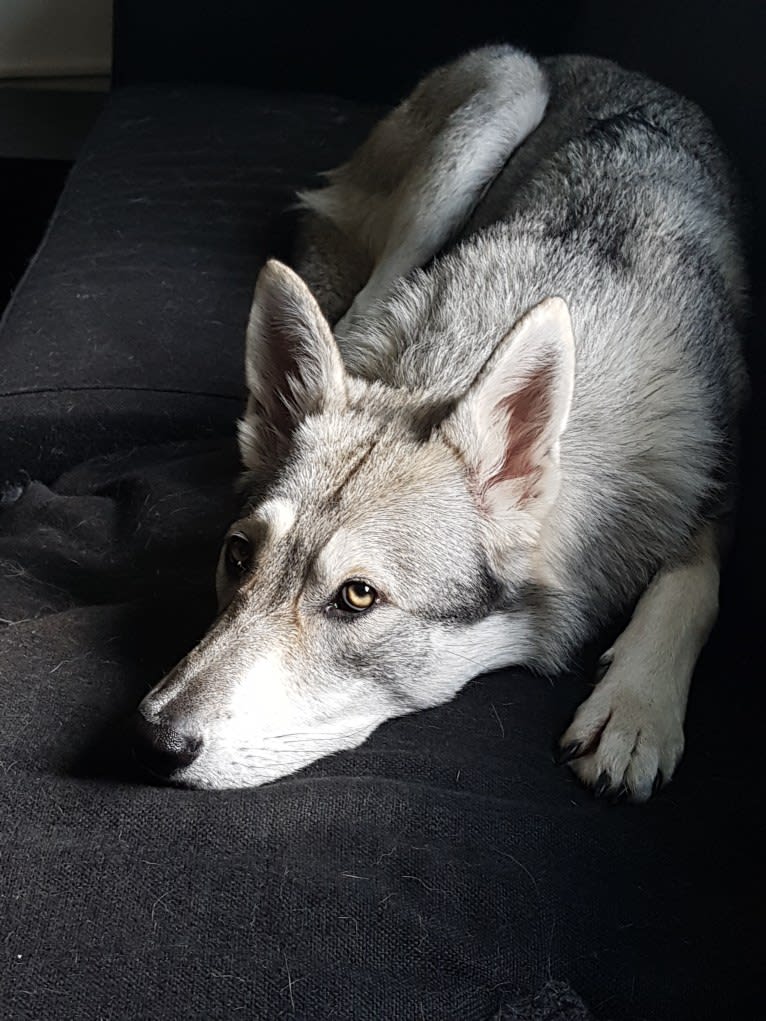 Ishtar (Estrella v.d. Scheldeschorre), a Saarloos Wolfdog tested with EmbarkVet.com