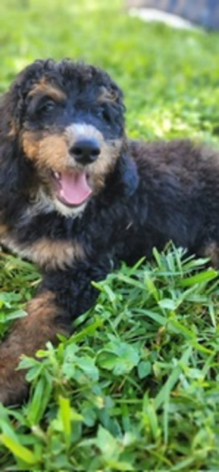 Ferdinand, a Bernedoodle tested with EmbarkVet.com