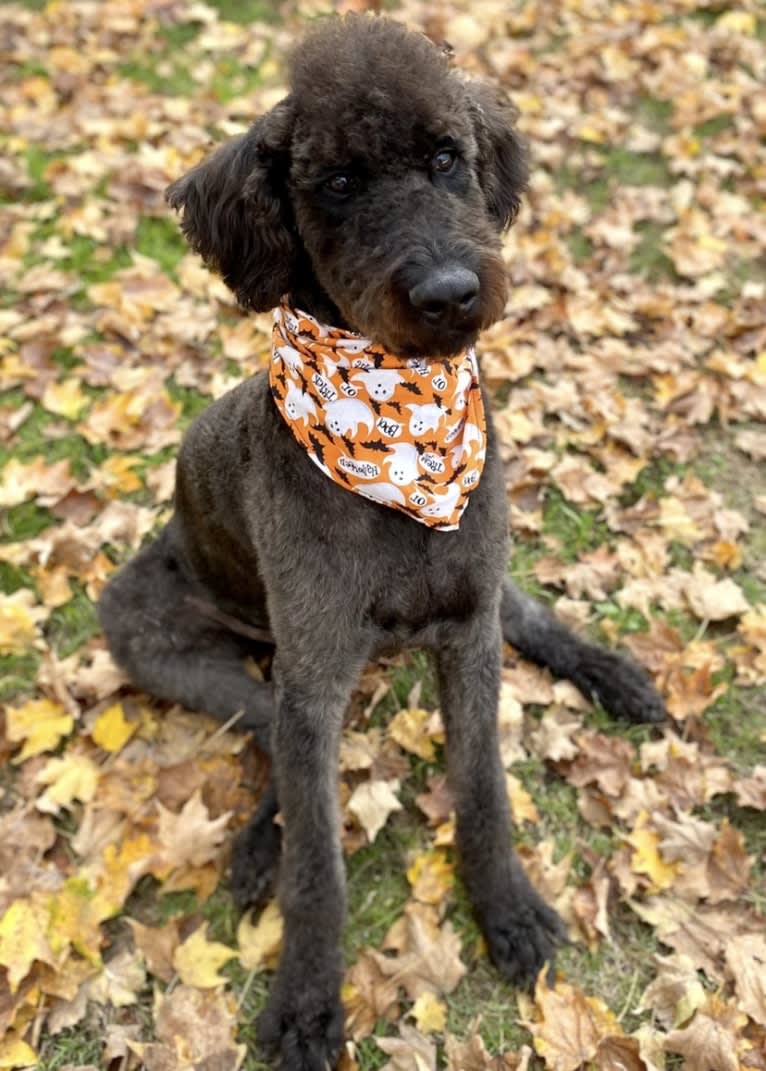 Bowie, an Airedale Terrier and Poodle (Standard) mix tested with EmbarkVet.com