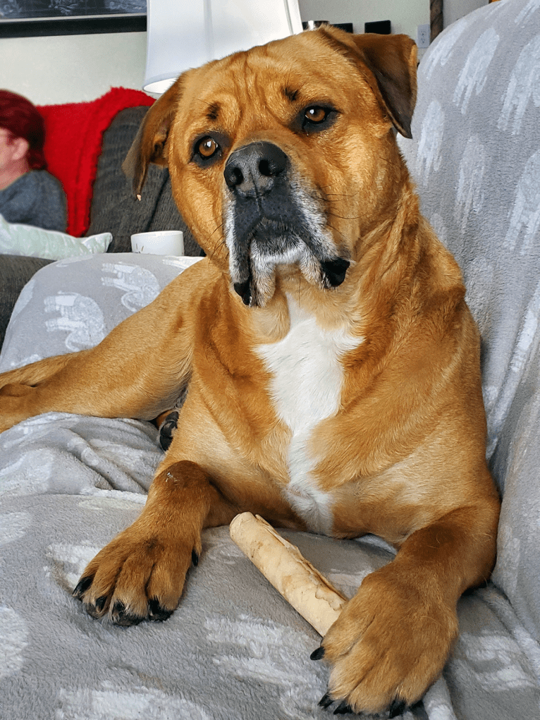 Ned, an American Bulldog and Rottweiler mix tested with EmbarkVet.com