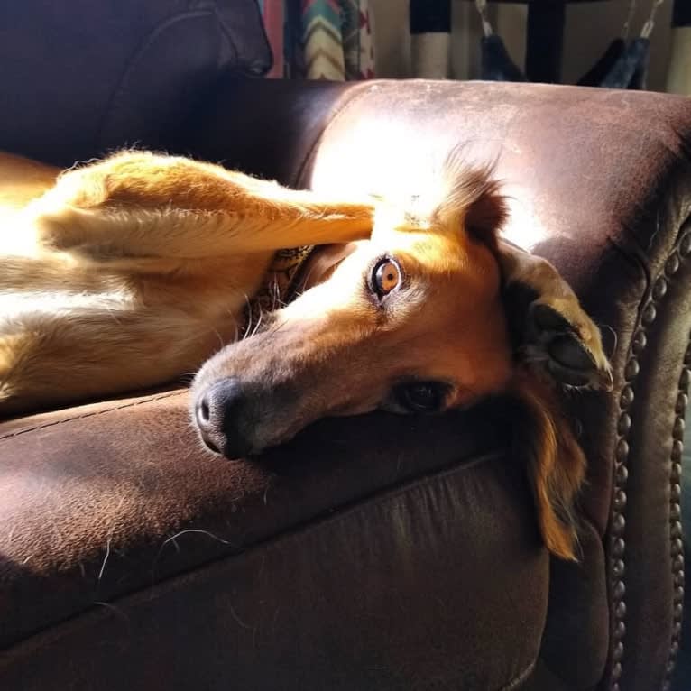 Sahara, a Saluki tested with EmbarkVet.com