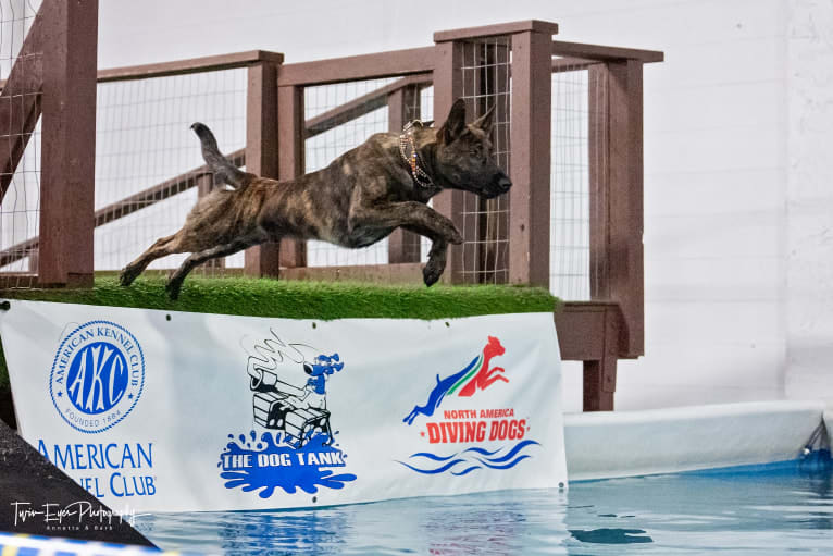 Rogue, a Dutch Shepherd tested with EmbarkVet.com