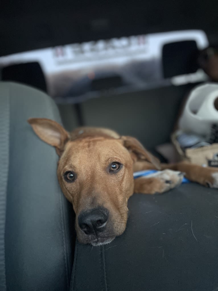 Winston, an Australian Cattle Dog and Border Collie mix tested with EmbarkVet.com