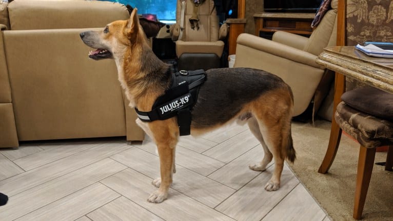 Loki, a Gerberian Shepsky tested with EmbarkVet.com