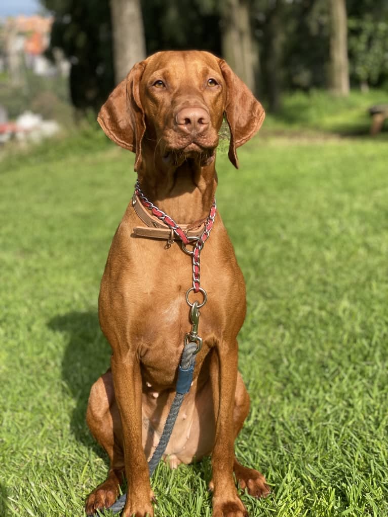 Bailey, a Vizsla tested with EmbarkVet.com