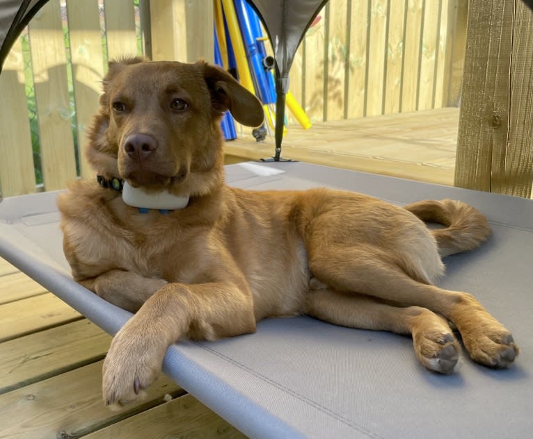 Luca, an Eastern European Village Dog tested with EmbarkVet.com