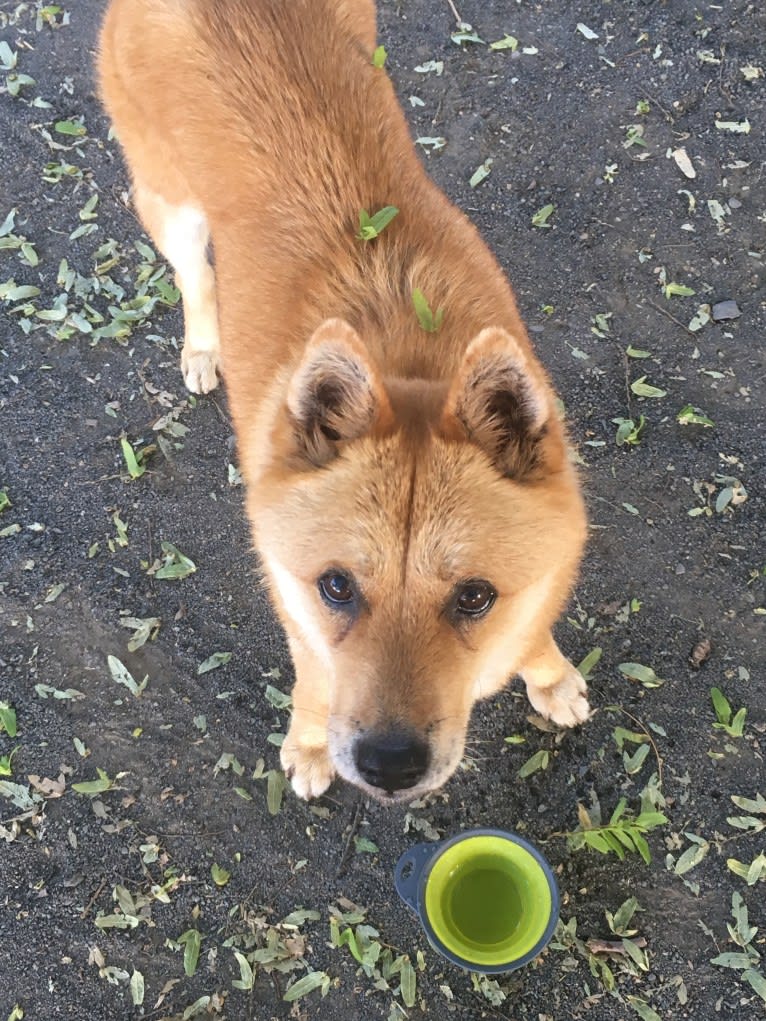 el, an East Asian Village Dog tested with EmbarkVet.com