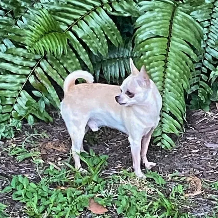 Boomer, a Chihuahua and Rat Terrier mix tested with EmbarkVet.com