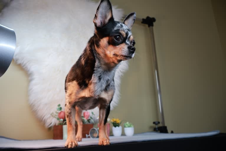 Fiddle, a Chihuahua tested with EmbarkVet.com