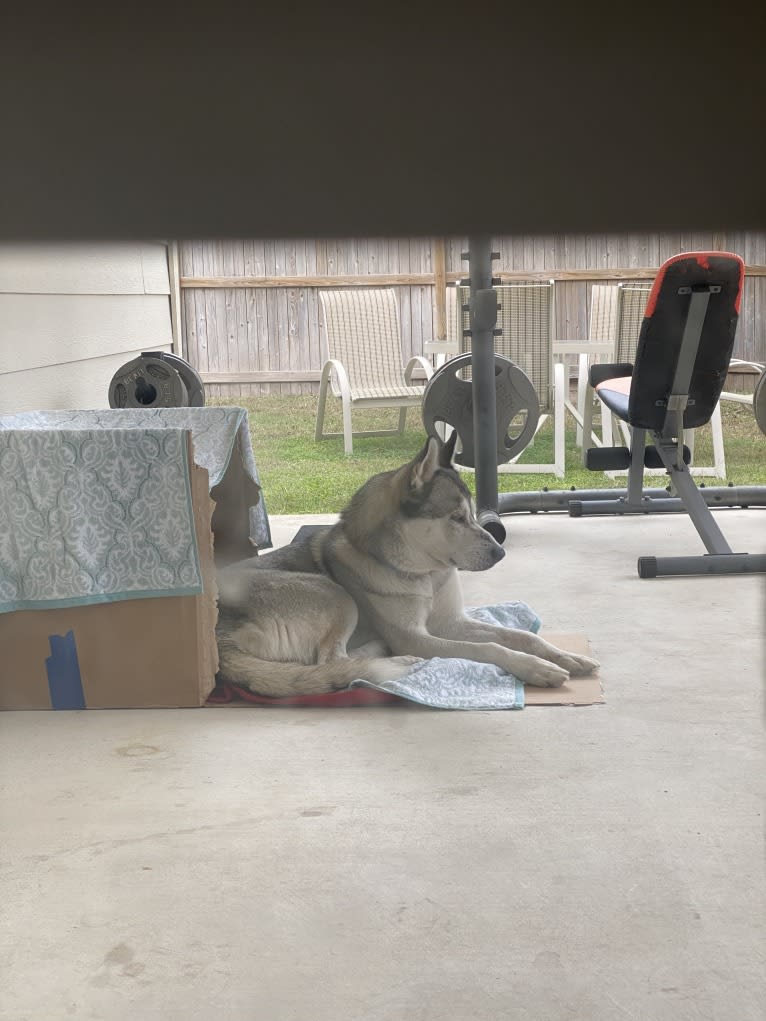 Bastion, a Siberian Husky and Alaskan Malamute mix tested with EmbarkVet.com