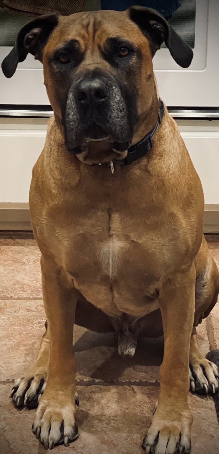 Dakarai, a Boerboel tested with EmbarkVet.com