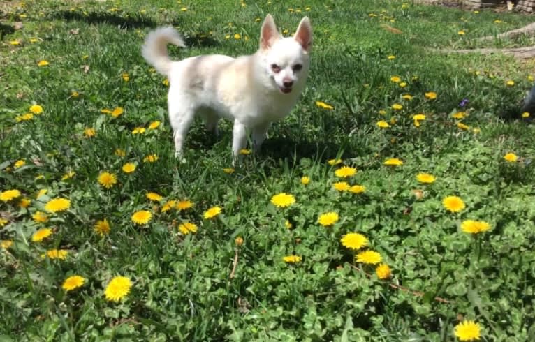 Jojo, a Chihuahua and Pomeranian mix tested with EmbarkVet.com