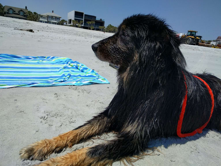 Cooper, a German Shepherd Dog and Golden Retriever mix tested with EmbarkVet.com