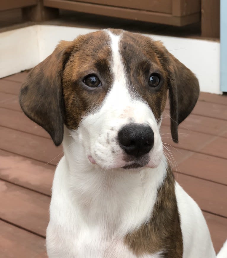 Walker best sale cur mix