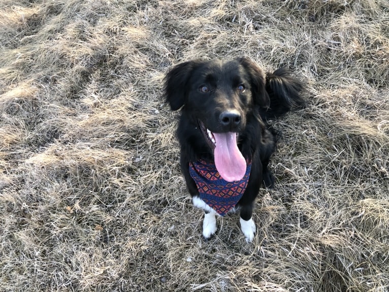 Aloe Vera, a Rottweiler and Border Collie mix tested with EmbarkVet.com