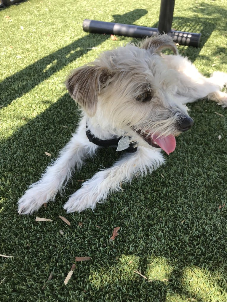 Louie, a Rat Terrier and Miniature Schnauzer mix tested with EmbarkVet.com