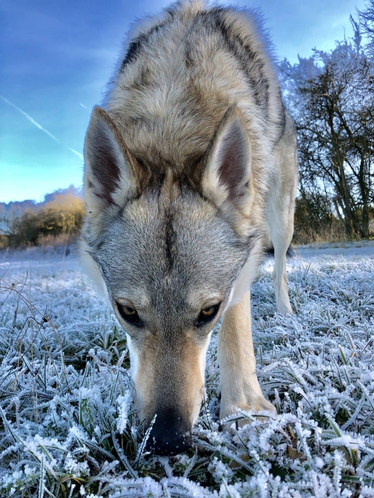 Caya, a Czechoslovakian Vlcak tested with EmbarkVet.com