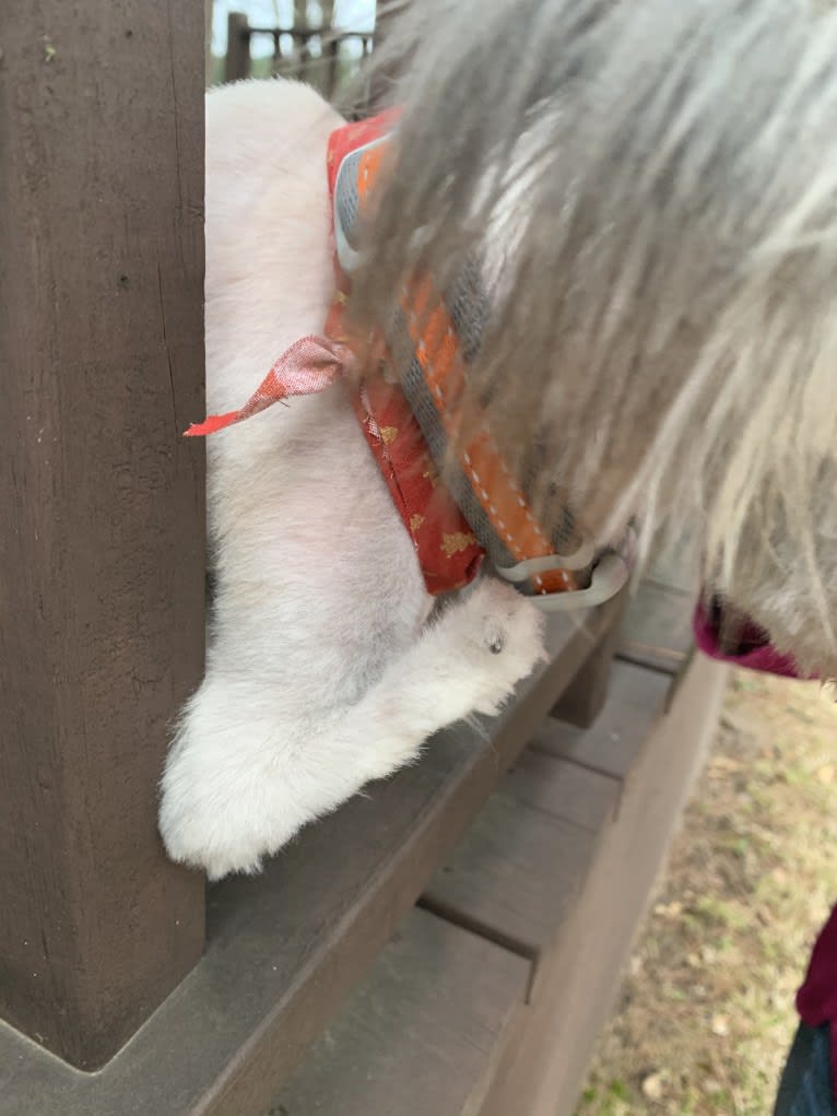 Rex, a Pomeranian and Maltese mix tested with EmbarkVet.com