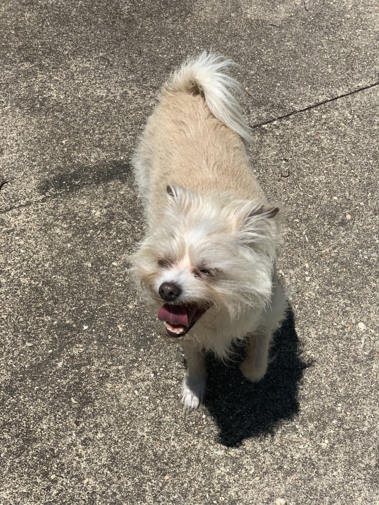 Ollie, a Chihuahua and Poodle (Small) mix tested with EmbarkVet.com