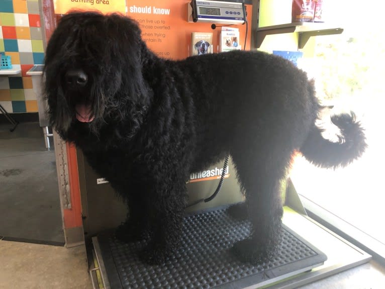 Ermak, a Black Russian Terrier tested with EmbarkVet.com