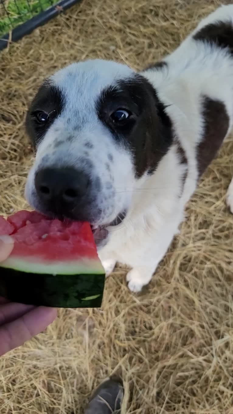 Zhang, a Central Asian Shepherd Dog tested with EmbarkVet.com