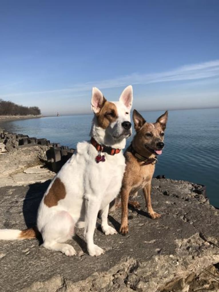 Joliet, an Australian Cattle Dog tested with EmbarkVet.com