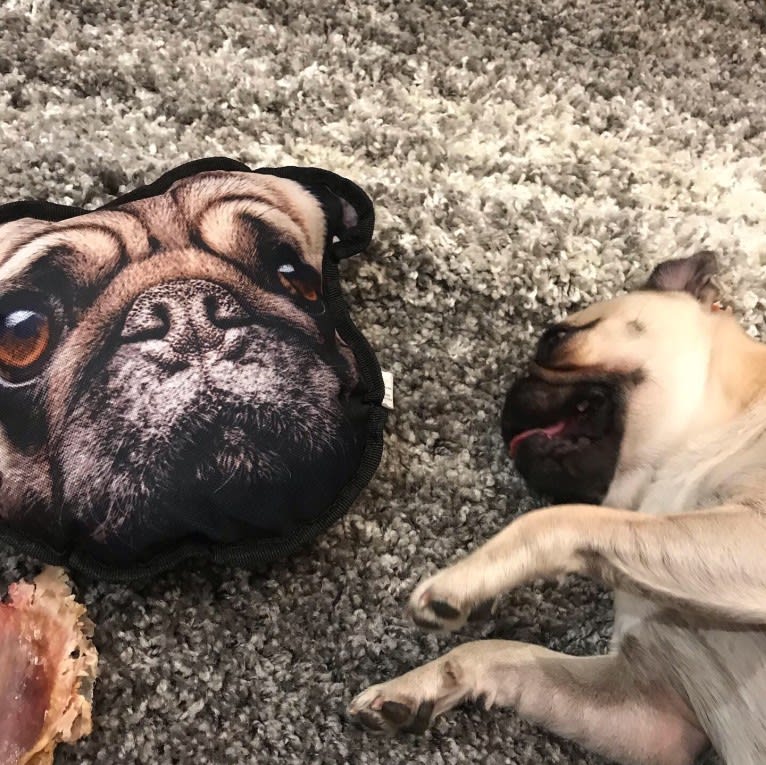 Penny Lane, a Pug tested with EmbarkVet.com