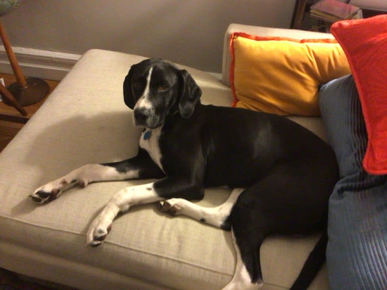 Oreo, a Treeing Walker Coonhound and Bulldog mix tested with EmbarkVet.com