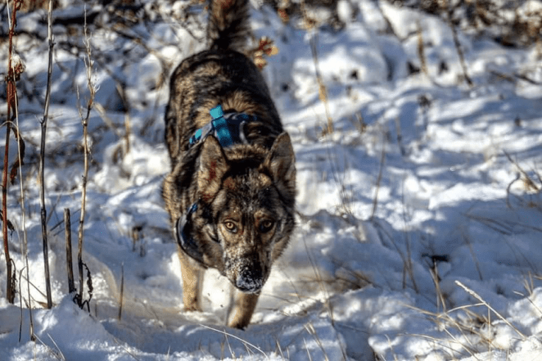 Riley, a German Shepherd Dog and Siberian Husky mix tested with EmbarkVet.com