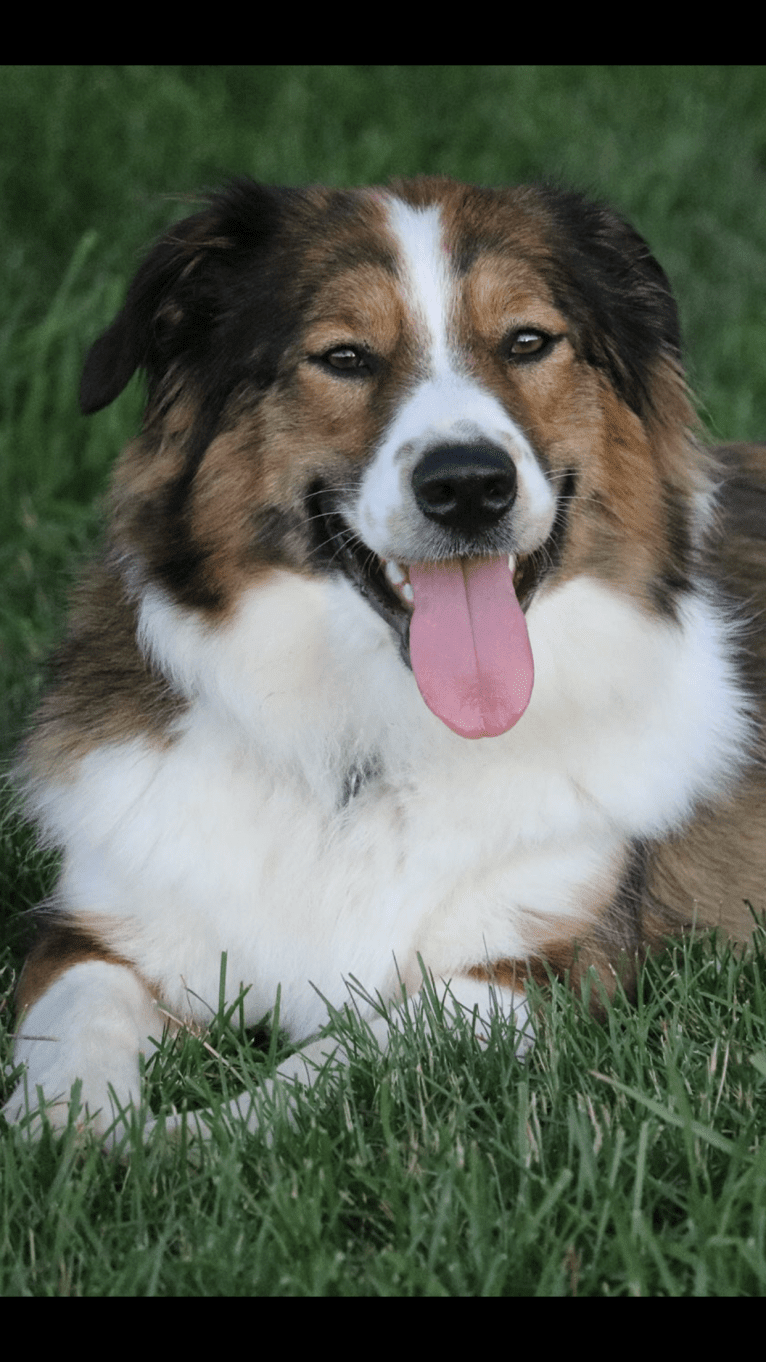 Mesa, an English Shepherd tested with EmbarkVet.com