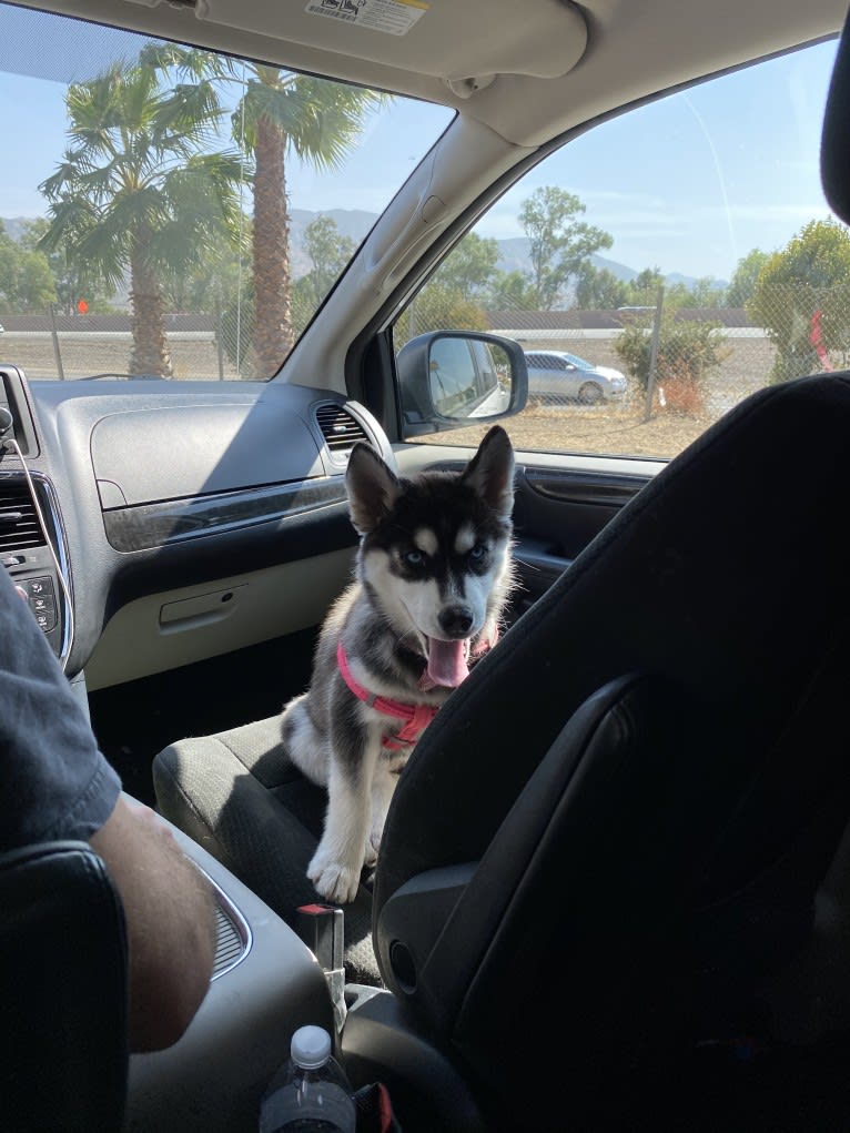 Shasta, a Siberian Husky tested with EmbarkVet.com