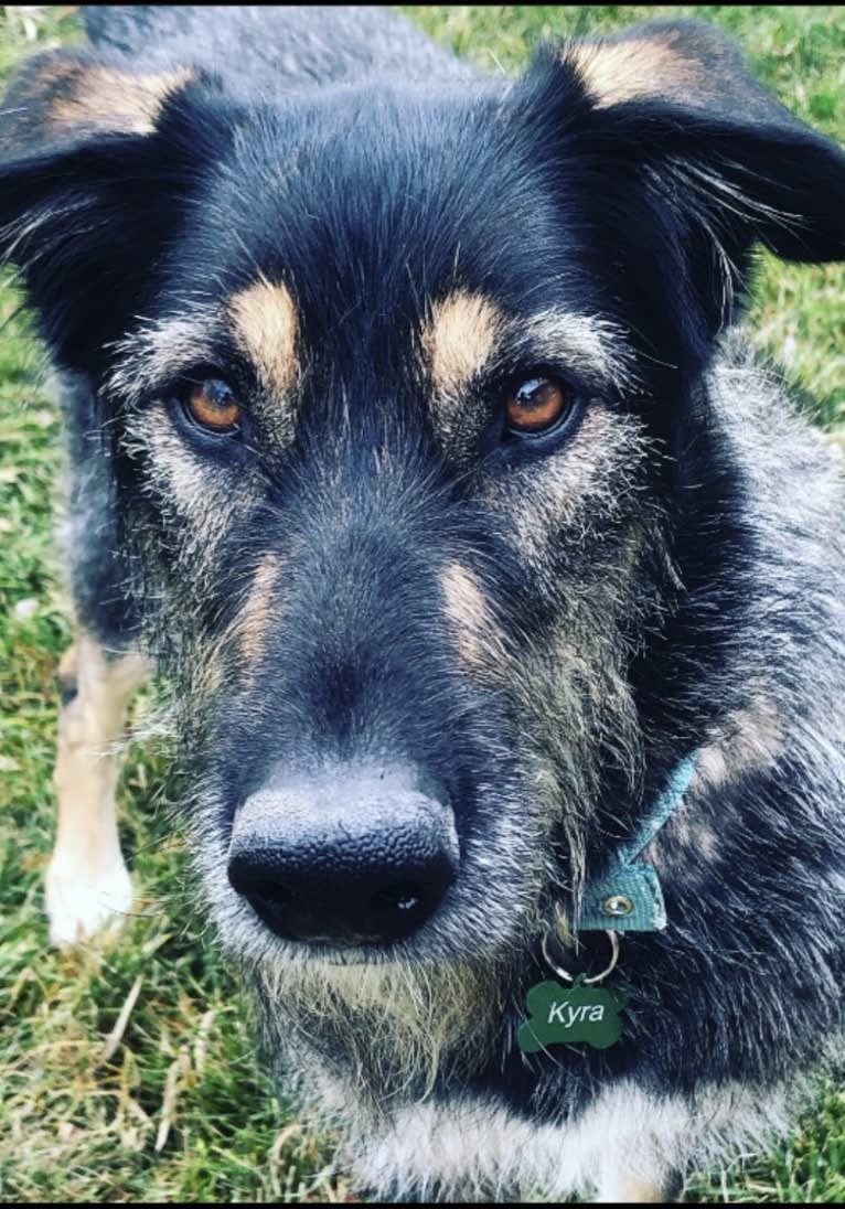 Kyra, a German Shepherd Dog and Irish Wolfhound mix tested with EmbarkVet.com