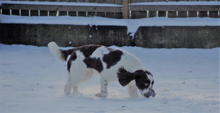 Earl, an English Springer Spaniel tested with EmbarkVet.com