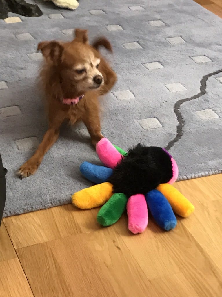 Tippy, a Chihuahua and Poodle (Small) mix tested with EmbarkVet.com