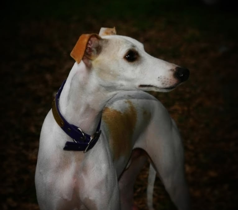 Zoom, a Whippet tested with EmbarkVet.com