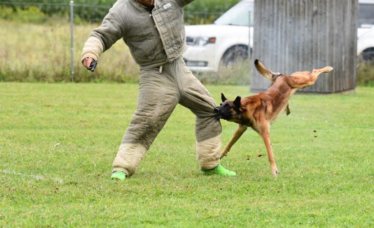 Oso, a Belgian Shepherd tested with EmbarkVet.com