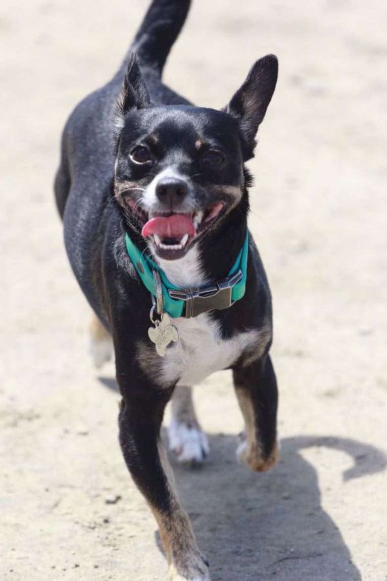 Zig, a Chihuahua and Russell-type Terrier mix tested with EmbarkVet.com