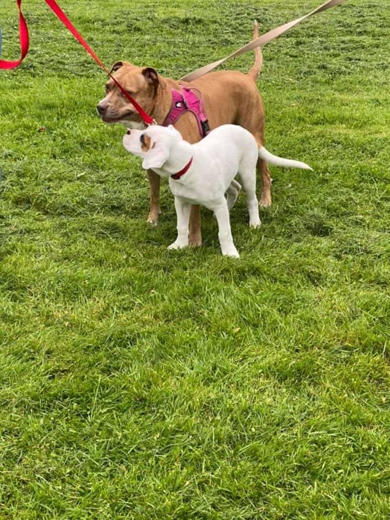 Thorsen, a Boxer and Saint Bernard mix tested with EmbarkVet.com