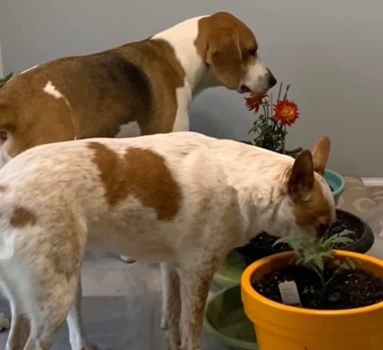 Ginger, an Australian Cattle Dog and German Shepherd Dog mix tested with EmbarkVet.com