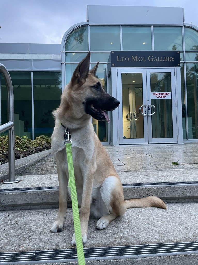 Enzo, a Siberian Husky and German Shepherd Dog mix tested with EmbarkVet.com