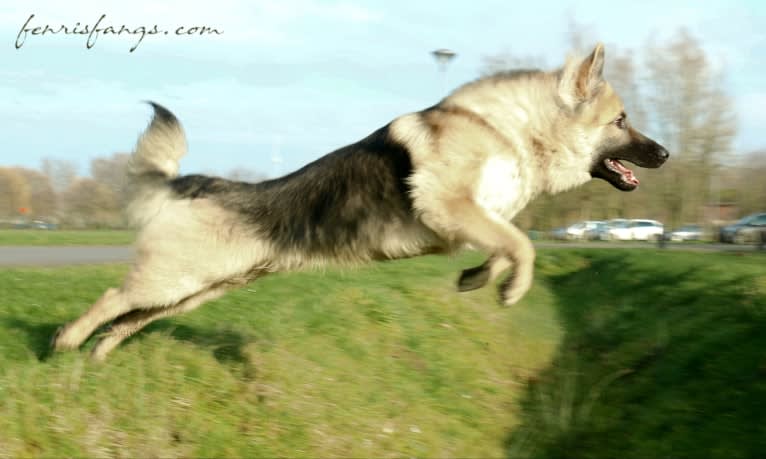 IROH, a German Shepherd Dog tested with EmbarkVet.com