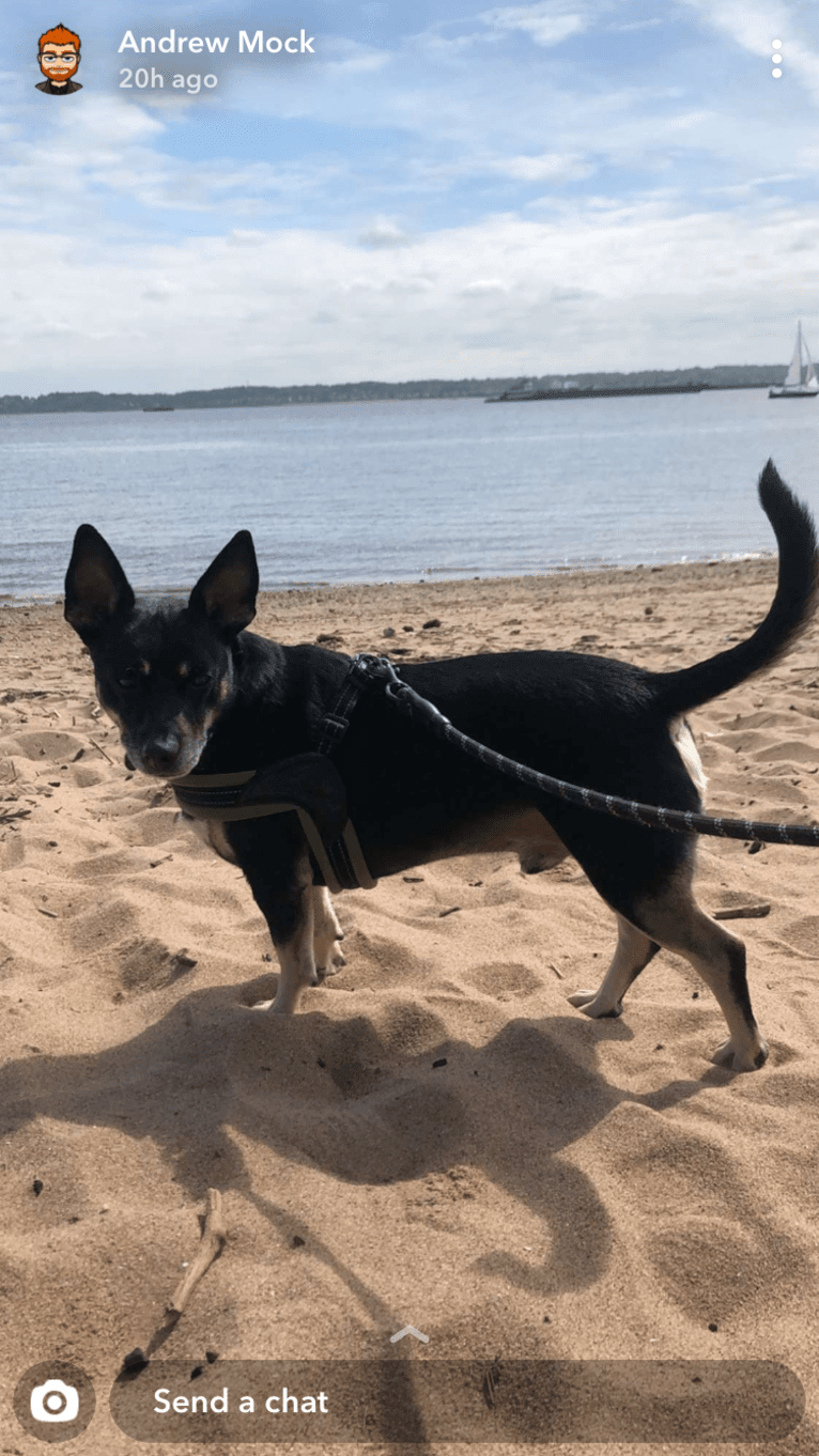 Lucifer, a Chihuahua and Australian Cattle Dog mix tested with EmbarkVet.com